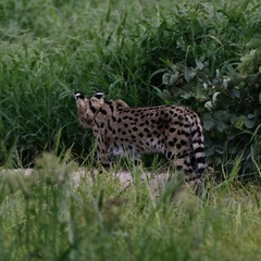 Leptailurus serval constantina