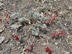 Astragalus cottonii