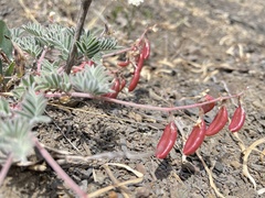 Astragalus cottonii