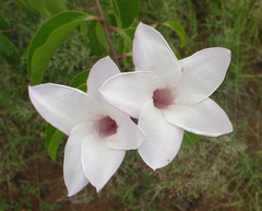 Cryptostegia grandiflora image