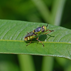 Hedriodiscus truquii