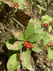 Cornus unalaschkensis