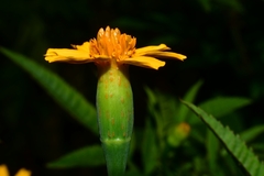 Tagetes lacera