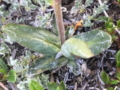 Tephroseris lindstroemii