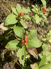 Cornus unalaschkensis