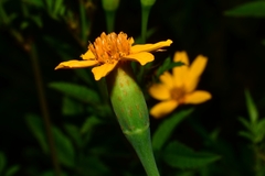 Tagetes lacera