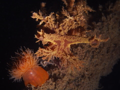 Dendronotus europaeus
