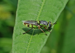 Hedriodiscus truquii