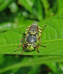 Hedriodiscus truquii