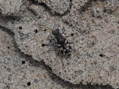 Cicindela latesignata latesignata
