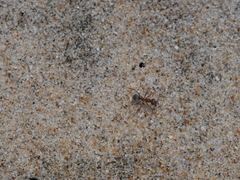 Formica francoeuri