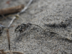 Cicindela latesignata latesignata