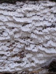 Antrodiella