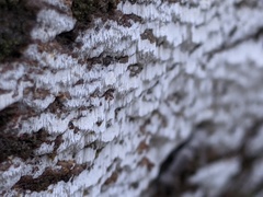 Antrodiella