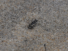 Cicindela latesignata latesignata