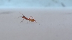 Myrmaplata plataleoides