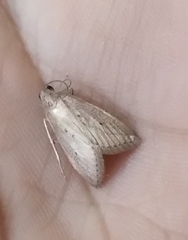 Lepidoptera