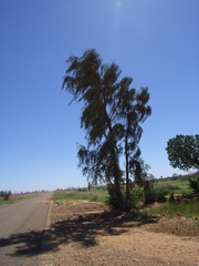 Acacia peuce