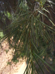 Acacia peuce