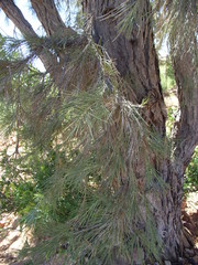 Acacia peuce