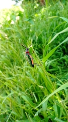 Crioprosopus basileus