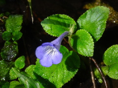 Didymostigma obtusum