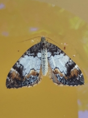 Dysstroma latefasciata