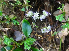 Hedyotis shiuyingiae
