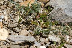 Anthidium