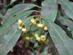 Ardisia quinquegona