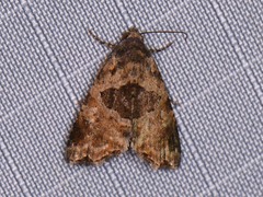 Cobubatha metaspilaris