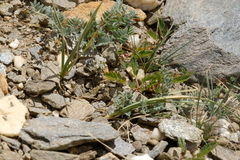 Anthidium