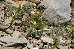 Anthidium
