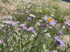 Erigeron subtrinervis