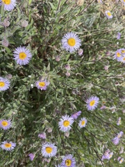 Erigeron subtrinervis