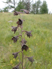 Delphinium triste