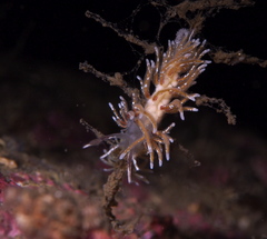 Rubramoena rubescens