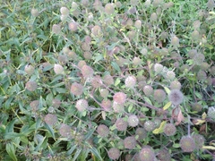 Trifolium diffusum