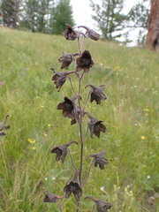 Delphinium triste