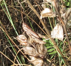 Chorthippus macrocerus