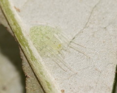 Araneus circulissparsus