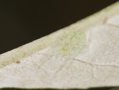 Araneus circulissparsus