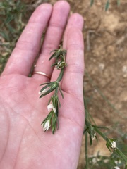 Linum nodiflorum