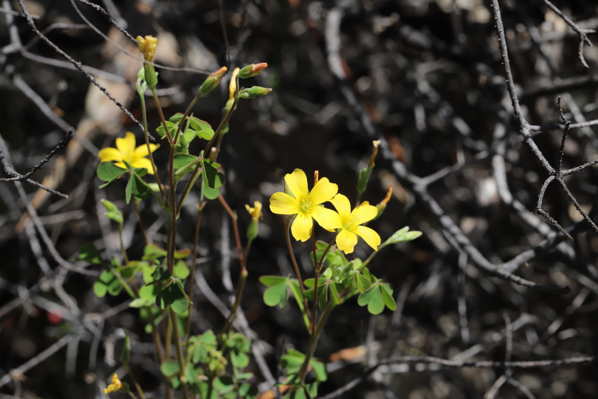 Oxalis radicosa