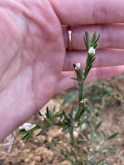 Linum nodiflorum