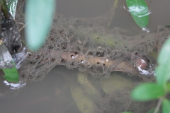 Hyla chinensis