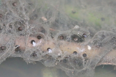 Hyla chinensis