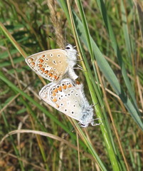 Polyommatus thersites