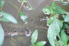 Hyla chinensis