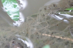 Hyla chinensis